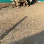 جفرات عوارض صفر خصم الخصم تممم البيع