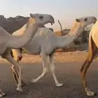 للبيع اربع بكار كفو