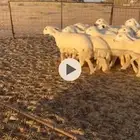 رخال مراح واحد طيبه منوة القناي