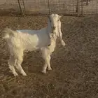تيس مشروك طيب