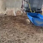 عنز تامه شبب دافع لها شهرين سلم علا الشرط