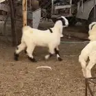 تيس صنف للبيع والعمر صغير