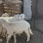 طليان حري كلها تضحي