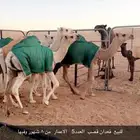 للبيع قعدان قصب الاعمار من 8شهور وفيها العدد5