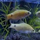 زوج سمكة Rosy Barb