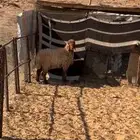 جذعه للبيع