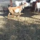 معزا حص جبرات واسنان ومشروطه من جميع العذاريب