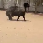 فحل عربي طيب للبيع