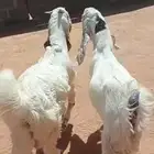 تيوس صنف مقفله فل الي بيذبح ولا يقني على السوم