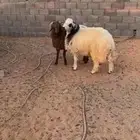 عدد 2 خرفان فوق 10 شهور