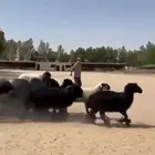 غنم عرب العدد 25 اشباب وطيبه واغلبها دفييع ومعها فحل طيب