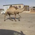 البيع القحه كفو عل شروط بعير طيب وضح