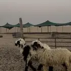 خرفان دعويات