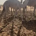 بكره ذلول هجن
