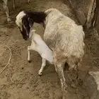 نعجه منتوج