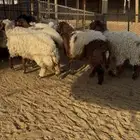 ذبايح جذعات بلدي