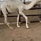 قعود قصب طيب