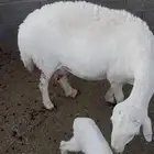 خلفه حريه تامه شبب روم وسلم ديوسها وصحتها مشروطه معها خروف