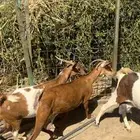 غنم منوة المقني