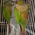 زوج كنيور قرين شيك محلل بشهاده