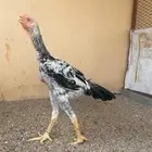 ديك فارسي للبيع