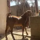 القصيم الرس طريق القرين