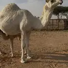 خلفه وضحى طيبه