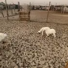 شاه