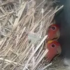 اجواز روز