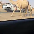 خلفه شقحا رمانيه كفو