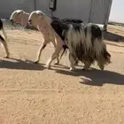 شياه نجد نوادر