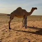 لقحه رمانيه