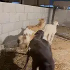 رفيد