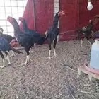 ديكه باكستانيه
