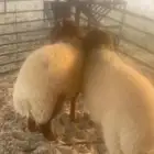 خرفان نعيم للبيع الدمام