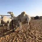 قعود أوضح فحل جمل