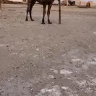 فحل بكستاني