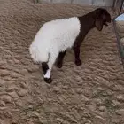 رخل نعيمي(تم البيع)