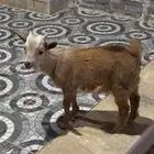 ماعز قزم