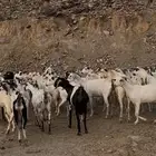 غنم مقنى للبيع