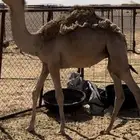 قعود مفرود طايش