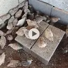 سمان فري للبيع