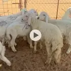 ذبايح طيبه ونظاف