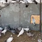 حمام باكستاني