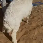 طليان طيبه حري العمر5شهور والنجدي ابيض عمره ونص يوجدفديو
