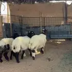 للبيع بهم نعيم كفوو