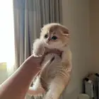 كيتن سكوتش بيور ((( تم البيع)))