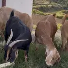 معزا صنف وفواخر