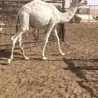 للبيع حشو تربيه