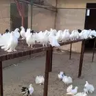 حمام رقاص فاخر